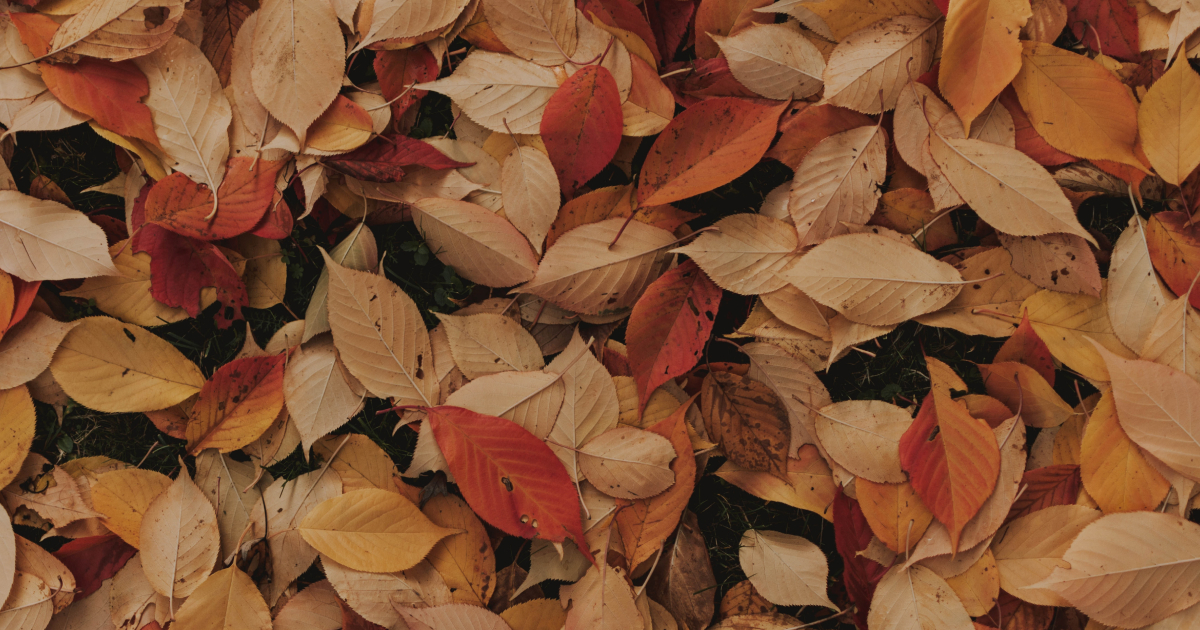 В чём различия слов autumn и fall?