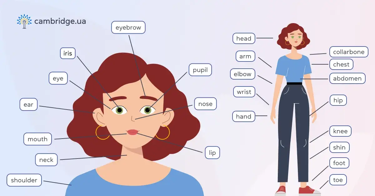 Частини тулуба англійською - cambridge.ua