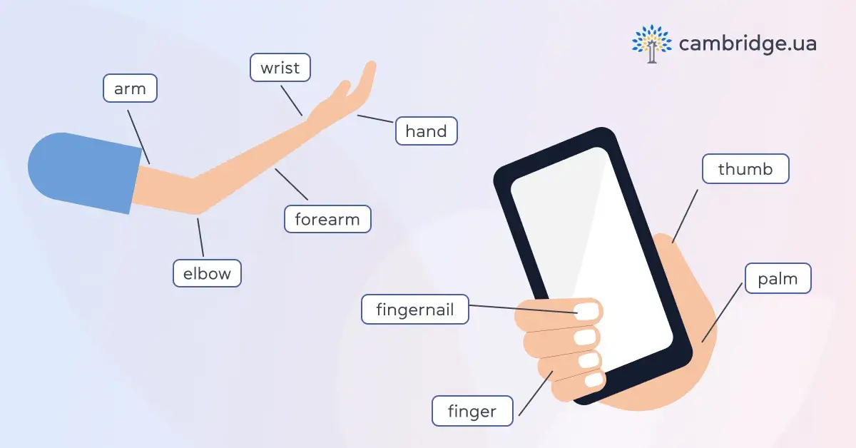 Частини руки англійською - cambridge.ua