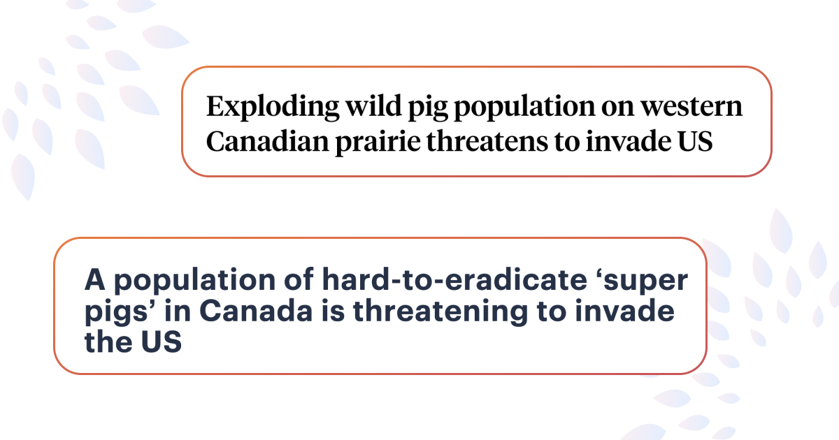 Популяция «супер свиней» угрожает Соединенным Штатам