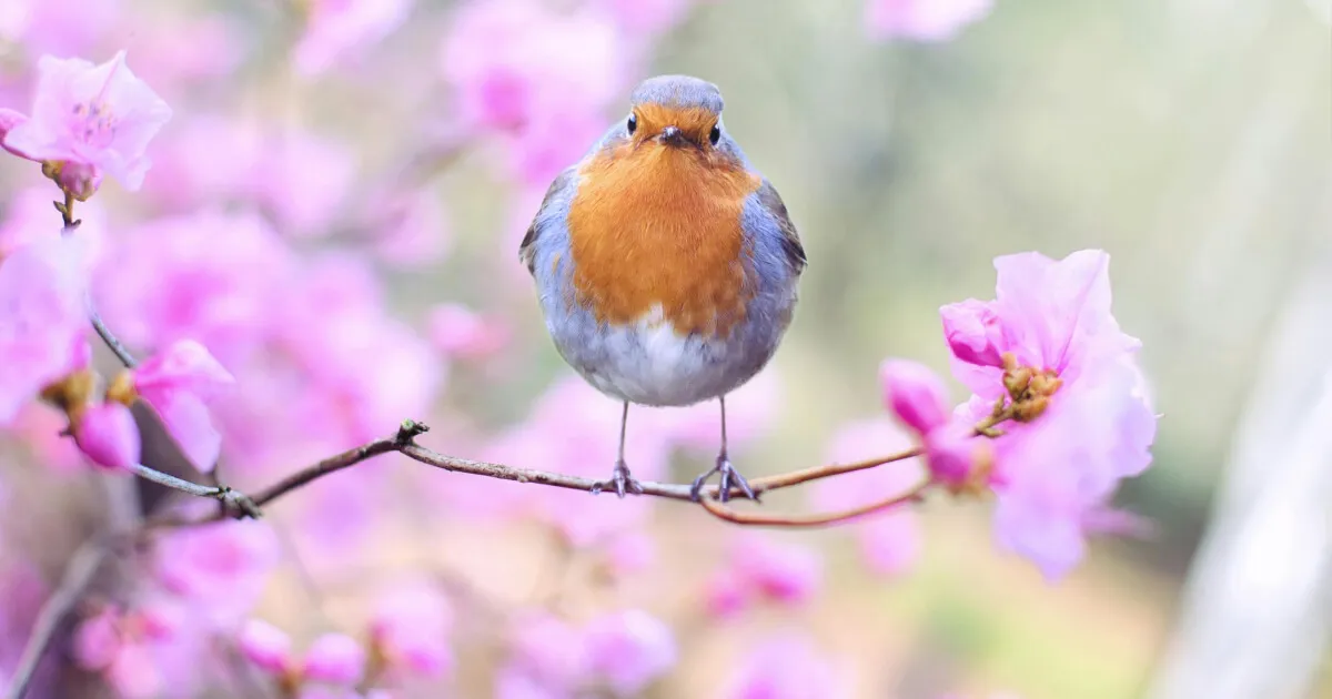 Описуємо весну на рівні B1