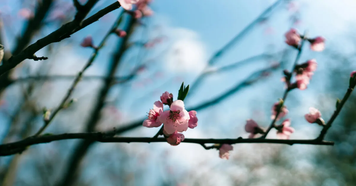 Весняний словник для C1-C2