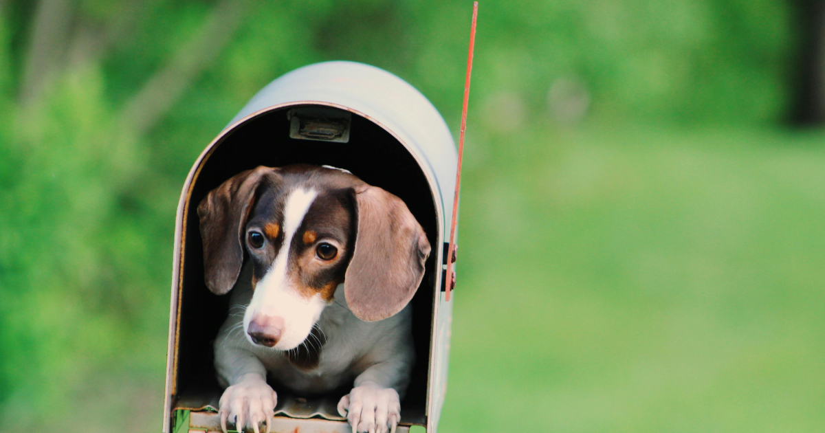 Породи собак англійською мовою: яка breed у вашого чотирилапого друга? — grade.ua