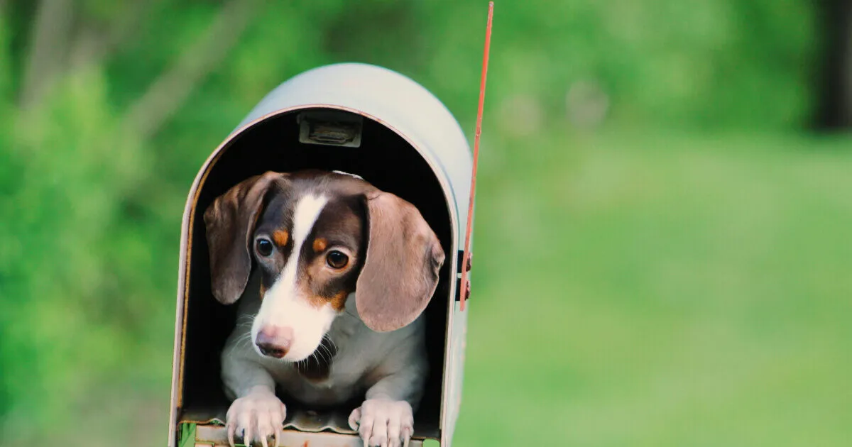 Породы собак на английском языке: какая breed у вашего четверолапого друга?