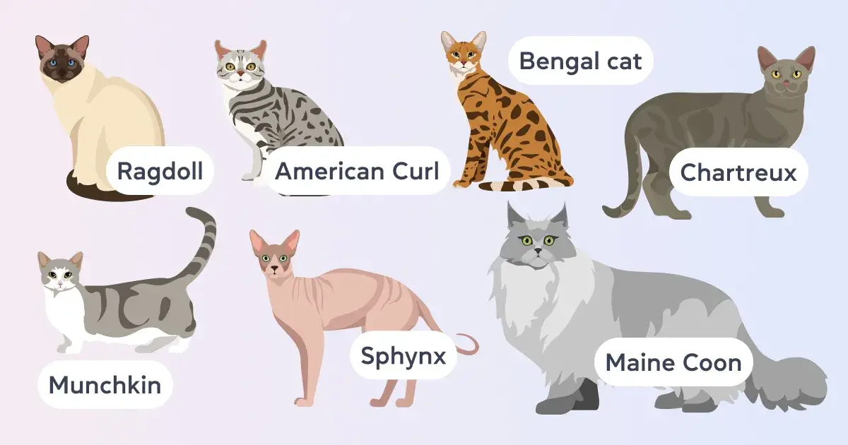 Екзотичні та рідкісні породи котів та кішок англійською мовою &mdash; Exotic and rare breeds - cambridge.ua