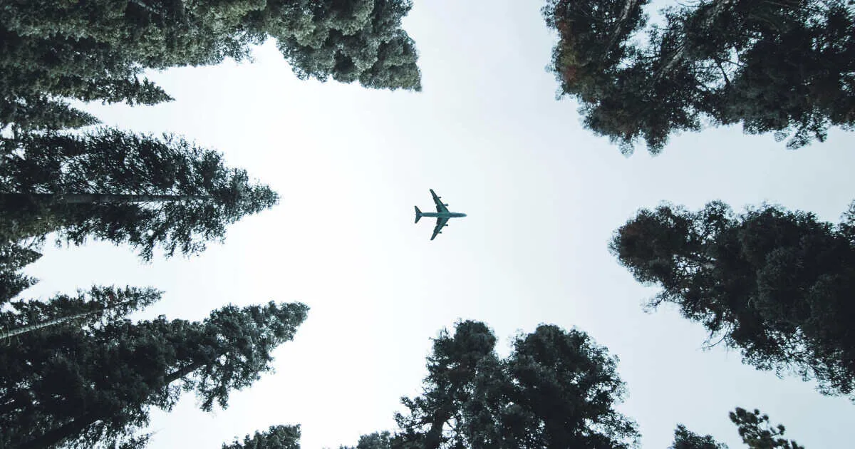 Fly: 3 формы неправильного глагола с примерами - cambridge.ua