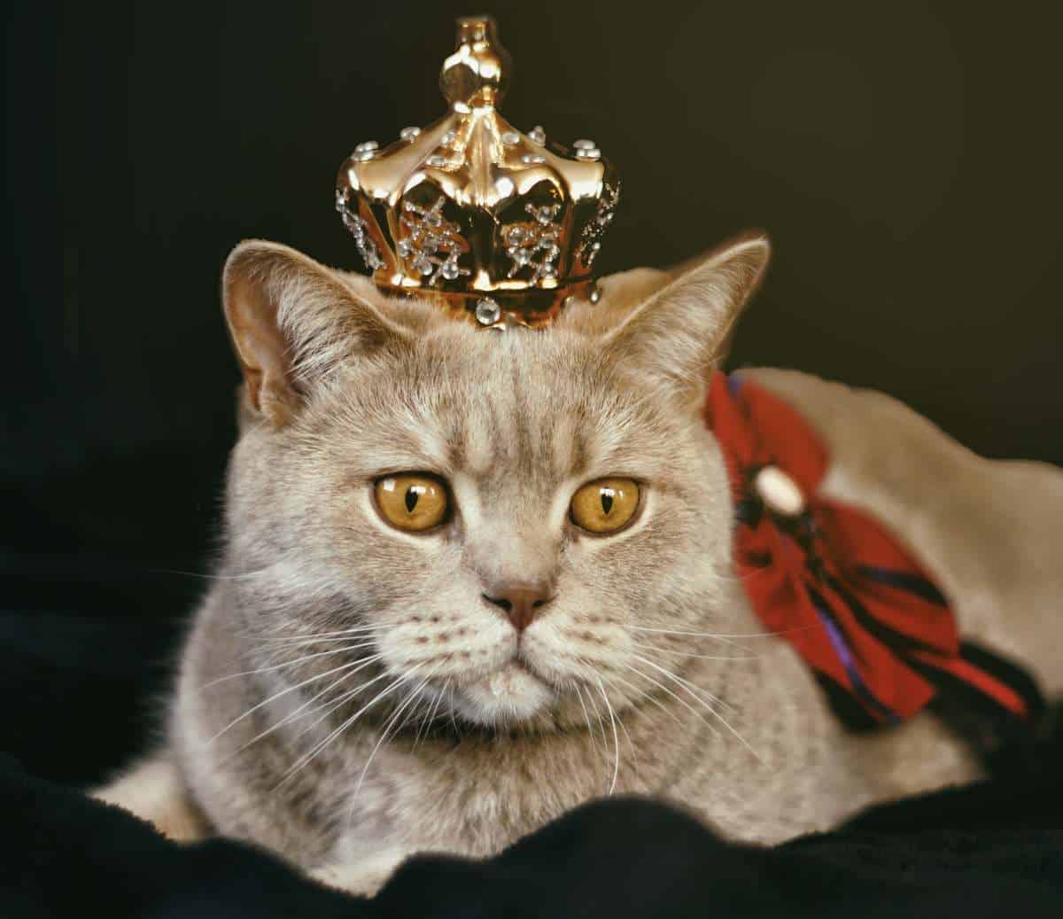 british crowned cat